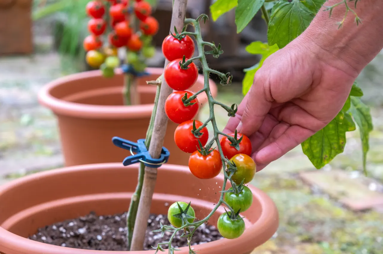 What Size Pots For Tomatoes?